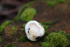  ( - FDS-CA-08708)  @11 [ ] c (2024) Marinna Grijalva Fungal Diversity Survey