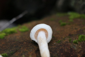  (Hygrophorus sp. CA10 - FDS-CA-08708)  @11 [ ] c (2024) Marinna Grijalva Fungal Diversity Survey