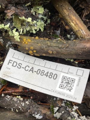  ( - FDS-CA-08480)  @11 [ ] by-nc (2024) Dean Lyons Fungal Diversity Survey