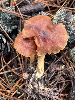  ( - FDS-CA-08401)  @11 [ ] by-nc (2024) Dean Lyons Fungal Diversity Survey