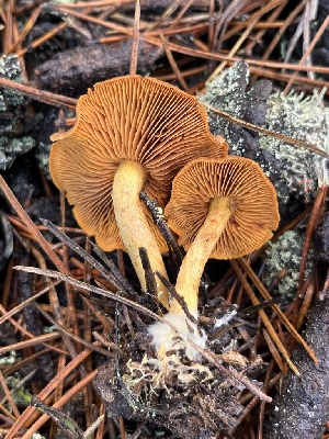  (Cortinarius sp. Harrower88c - FDS-CA-08401)  @11 [ ] by-nc (2024) Dean Lyons Fungal Diversity Survey