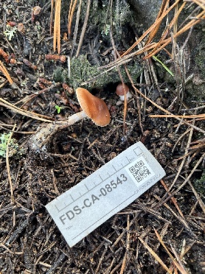  ( - FDS-CA-08543)  @11 [ ] by-nc (2024) Dean Lyons Fungal Diversity Survey