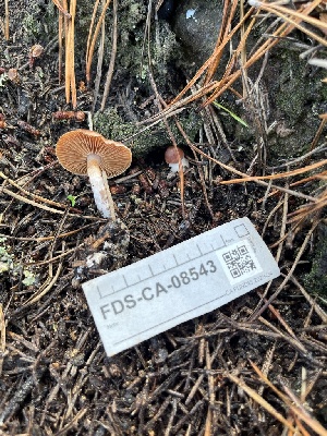  ( - FDS-CA-08543)  @11 [ ] by-nc (2024) Dean Lyons Fungal Diversity Survey