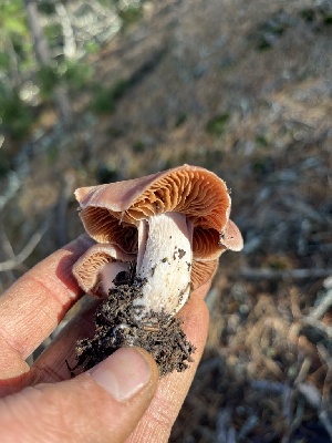  ( - FDS-CA-08407)  @11 [ ] by-nc (2024) Dean Lyons Fungal Diversity Survey