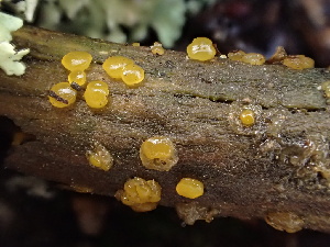  (Dacrymyces sp. CA05 - FDS-CA-08480)  @11 [ ] by-nc (2024) Dean Lyons Fungal Diversity Survey