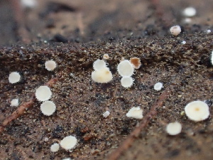  (Lachnum sp. CA14 - FDS-CA-08483)  @11 [ ] by-nc (2024) Dean Lyons Fungal Diversity Survey