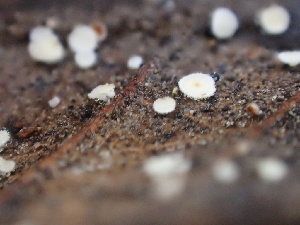  ( - FDS-CA-08483)  @11 [ ] by-nc (2024) Dean Lyons Fungal Diversity Survey