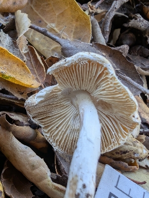  ( - FDS-CA-06969)  @11 [ ] by-nc (2024) Stu Pickell Fungal Diversity Survey