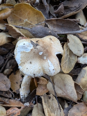  ( - FDS-CA-06969)  @11 [ ] by-nc (2024) Stu Pickell Fungal Diversity Survey