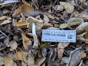  ( - FDS-CA-06969)  @11 [ ] by-nc (2024) Stu Pickell Fungal Diversity Survey