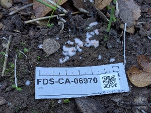  (Pachyphlodes virescens - FDS-CA-06970)  @11 [ ] by-nc (2024) Stu Pickell Fungal Diversity Survey