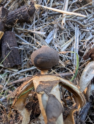  (Geastrum sp. CA07 - FDS-CA-06972)  @11 [ ] by-nc (2024) Stu Pickell Fungal Diversity Survey