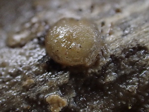  ( - FDS-CA-08590)  @11 [ ] by-nc (2025) Dean Lyons Fungal Diversity Survey