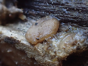  ( - FDS-CA-08590)  @11 [ ] by-nc (2025) Dean Lyons Fungal Diversity Survey