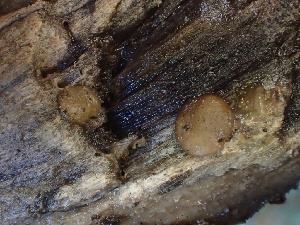  ( - FDS-CA-08590)  @11 [ ] by-nc (2025) Dean Lyons Fungal Diversity Survey