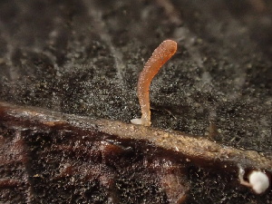  ( - FDS-CA-08154)  @11 [ ] by-nc (2025) Damon Tighe Fungal Diversity Survey