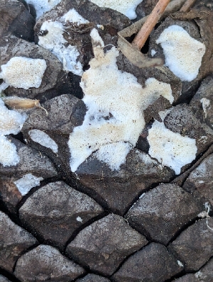  (Skeletocutis percandida - FDS-CA-06997)  @11 [ ] by-nc (2024) Stu Pickell Fungal Diversity Survey