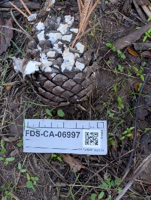  ( - FDS-CA-06997)  @11 [ ] by-nc (2024) Stu Pickell Fungal Diversity Survey