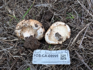  (Lactarius pseudodelicatus - FDS-CA-06999)  @11 [ ] by-nc (2024) Stu Pickell Fungal Diversity Survey