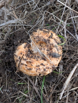  ( - FDS-CA-06999)  @11 [ ] by-nc (2024) Stu Pickell Fungal Diversity Survey