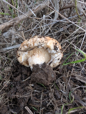  ( - FDS-CA-06999)  @11 [ ] by-nc (2024) Stu Pickell Fungal Diversity Survey