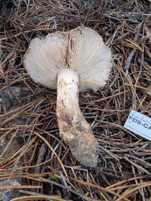  (Tricholoma sp. aurantium-CA01 - FDS-CA-07204)  @11 [ ] by-nc (2024) Stu Pickell Fungal Diversity Survey