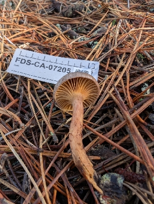  (Chroogomphus sp. ochraceus-PNW03 - FDS-CA-07205)  @11 [ ] by-nc (2024) Stu Pickell Fungal Diversity Survey