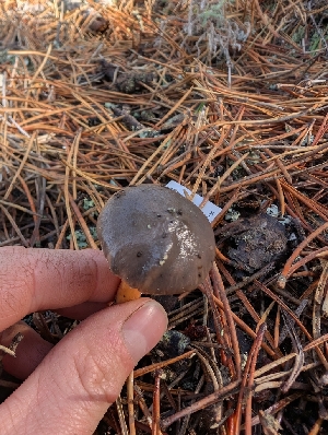  ( - FDS-CA-07205)  @11 [ ] by-nc (2024) Stu Pickell Fungal Diversity Survey