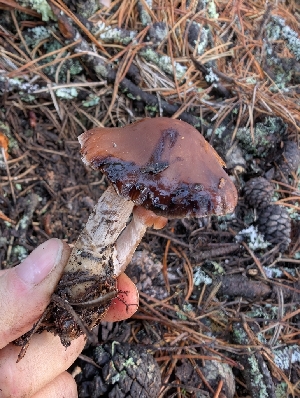  ( - FDS-CA-07208)  @11 [ ] by-nc (2024) Stu Pickell Fungal Diversity Survey