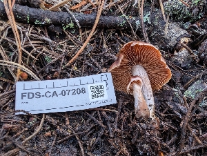 ( - FDS-CA-07208)  @11 [ ] by-nc (2024) Stu Pickell Fungal Diversity Survey