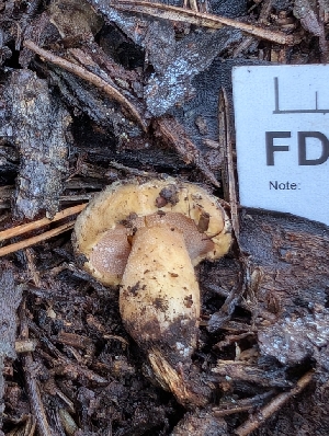  ( - FDS-CA-07209)  @11 [ ] by-nc (2024) Stu Pickell Fungal Diversity Survey
