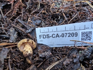  ( - FDS-CA-07209)  @11 [ ] by-nc (2024) Stu Pickell Fungal Diversity Survey