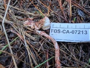  ( - FDS-CA-07213)  @11 [ ] by-nc (2024) Stu Pickell Fungal Diversity Survey