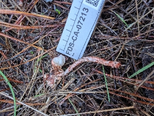  ( - FDS-CA-07213)  @11 [ ] by-nc (2024) Stu Pickell Fungal Diversity Survey