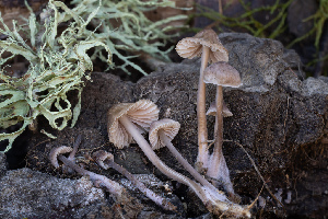  (Mycena sp. IN19 - FDS-CA-07422)  @11 [ ] by-nc (2024) Dean Lyons Fungal Diversity Survey