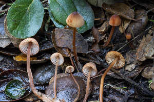  ( - FDS-CA-07490)  @11 [ ] by-nc (2024) Dean Lyons Fungal Diversity Survey