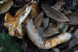  ( - FDS-CA-08475)  @11 [ ] by-nc (2025) Dean Lyons Fungal Diversity Survey