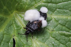  ( - FDS-CA-06575)  @11 [ ] by-nc (2025) Taye Bright Fungal Diversity Survey