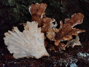  ( - FDS-CA-07123)  @11 [ ] by (2025) Mandy Hackney Fungal Diversity Survey