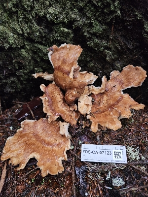  ( - FDS-CA-07123)  @11 [ ] by (2025) Mandy Hackney Fungal Diversity Survey