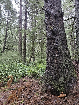  ( - FDS-CA-07123)  @11 [ ] by (2025) Mandy Hackney Fungal Diversity Survey