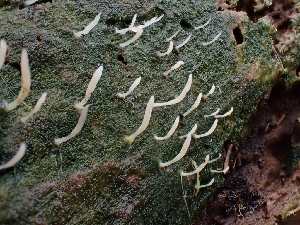  (Multiclavula sp. mucida-IN01 - FDS-CA-07130)  @11 [ ] by (2025) Mandy Hackney Fungal Diversity Survey