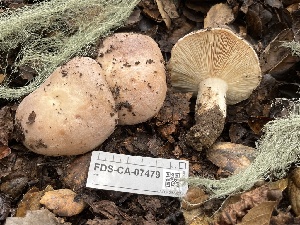  ( - FDS-CA-07479)  @11 [ ] by-nc (2025) Dean Lyons Fungal Diversity Survey