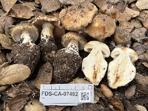  ( - FDS-CA-07492)  @11 [ ] by-nc (2025) Dean Lyons Fungal Diversity Survey