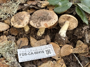  ( - FDS-CA-08410)  @11 [ ] by-nc (2025) Dean Lyons Fungal Diversity Survey