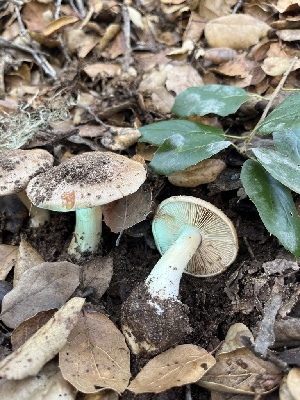  ( - FDS-CA-08410)  @11 [ ] by-nc (2025) Dean Lyons Fungal Diversity Survey