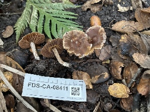  ( - FDS-CA-08411)  @11 [ ] by-nc (2025) Dean Lyons Fungal Diversity Survey