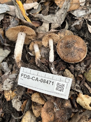  ( - FDS-CA-08471)  @11 [ ] by-nc (2025) Dean Lyons Fungal Diversity Survey