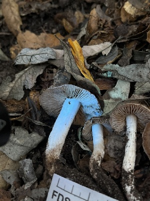  ( - FDS-CA-08471)  @11 [ ] by-nc (2025) Dean Lyons Fungal Diversity Survey