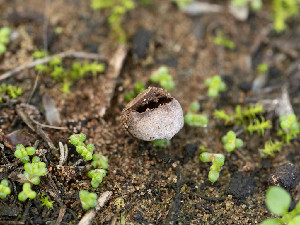  ( - FDS-CA-07221)  @11 [ ] by-nc (2025) Stu Pickell Fungal Diversity Survey